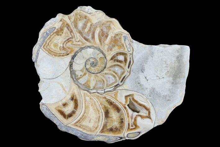 Cut/Polished Calycoceras Ammonite (Half) - Texas #93544